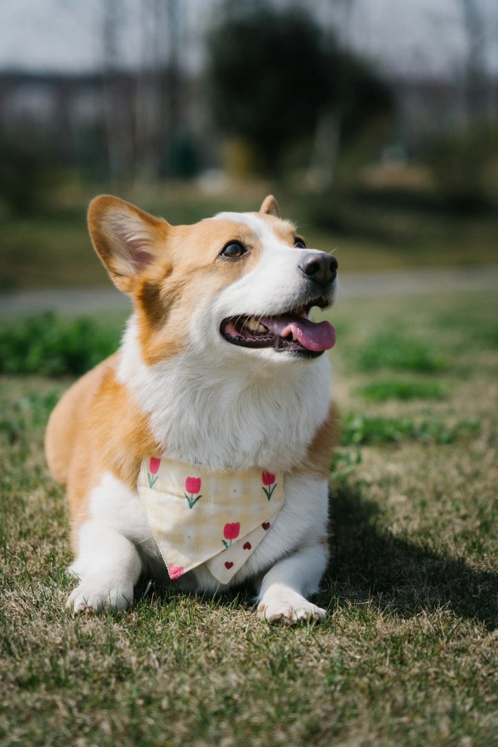 Dog wearing a bandana