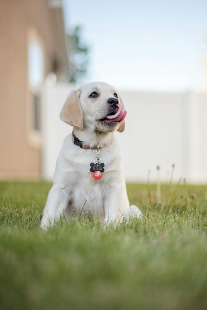 Dog wearing a collar