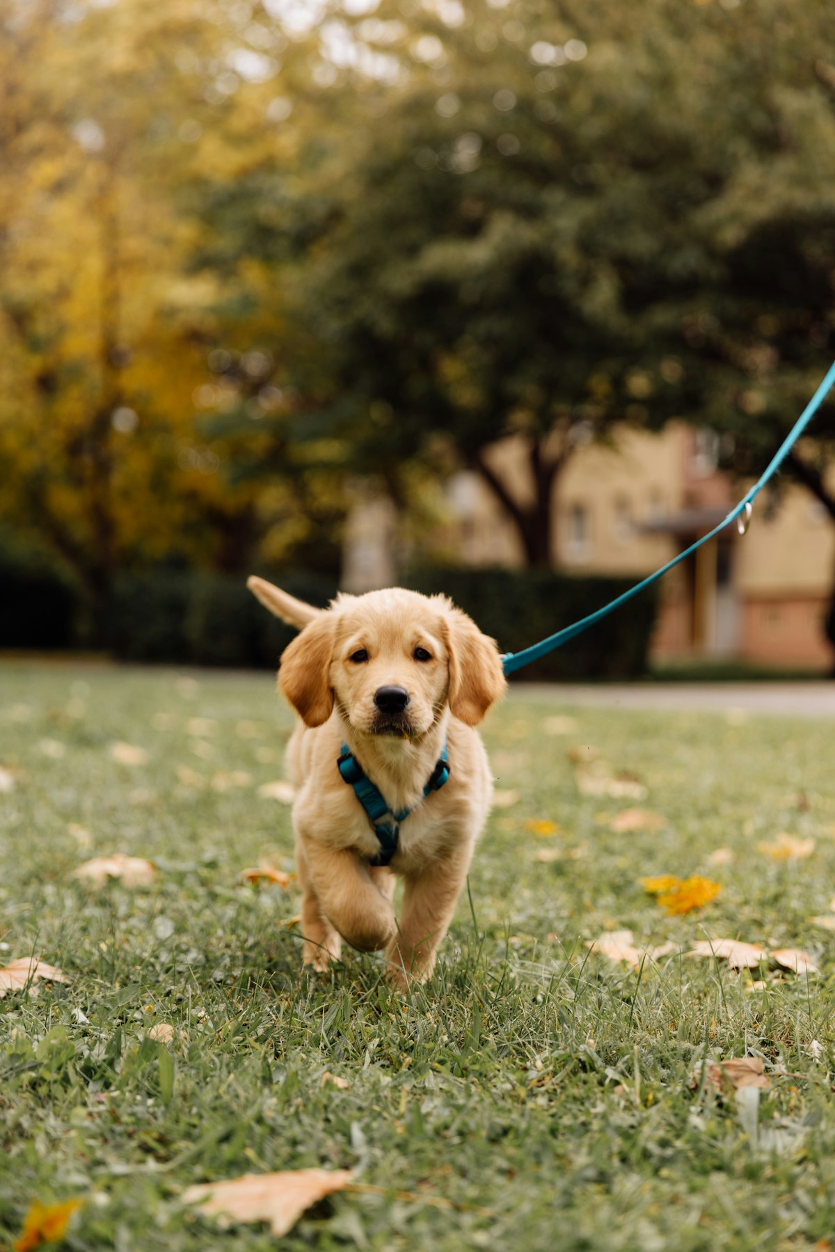 Plain vs Personalised: Finding a Dog Leash Singapore Owners Actually Notice